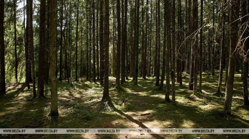 Запреты и ограничения на посещение лесов введены в 71 районе Беларуси