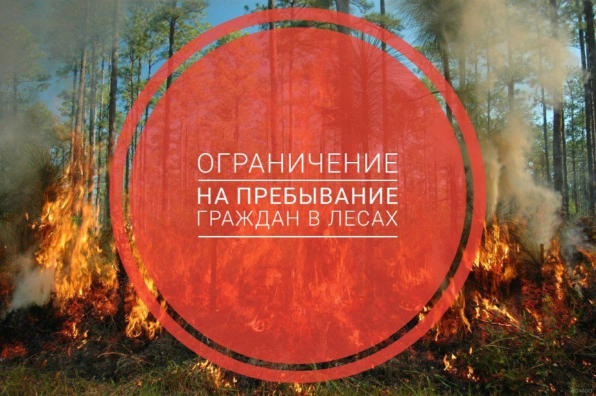 Вводится ограничение на посещение лесов с 10:00 до 18:00!