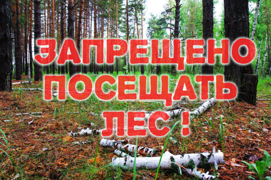 Введен запрет на посещение лесов и торфяников