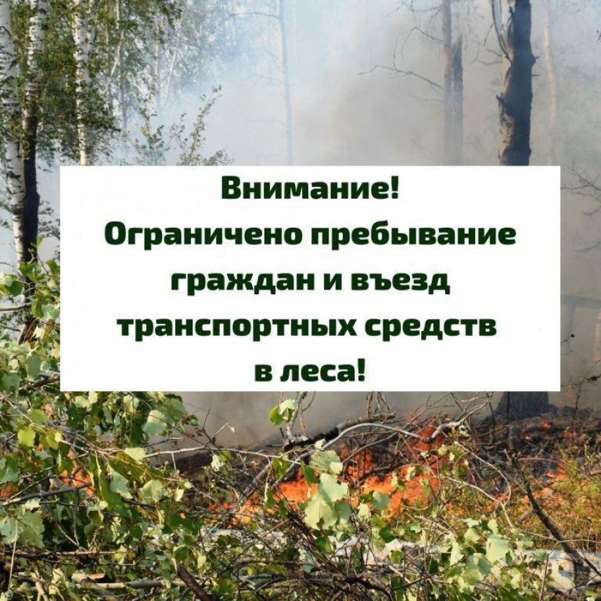 О введении ограничения на посещение лесов