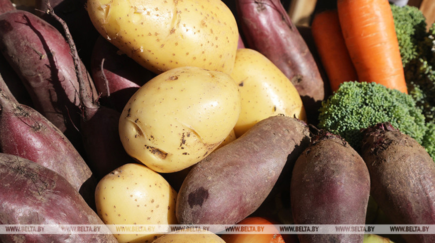 Belarus’ vegetable harvest currently at 155,000 tonnes