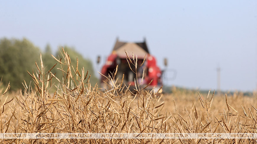 Nearly 7.1m tonnes of grain, including rapeseed, cropped in Belarus
