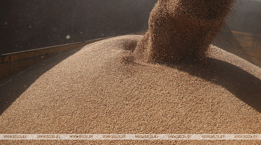 Belarus’ grain harvest reaches 8.3m tonnes