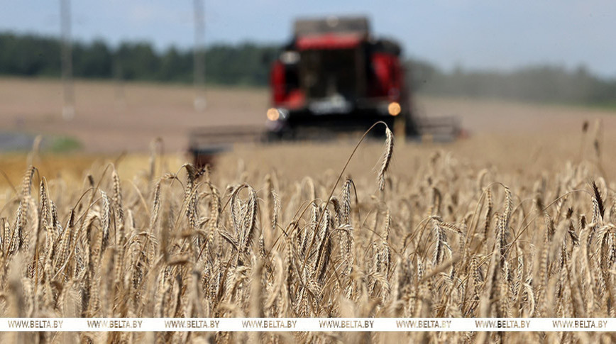 Lukashenko briefed on harvesting results: Over 10m tonnes of grain expected to be cropped