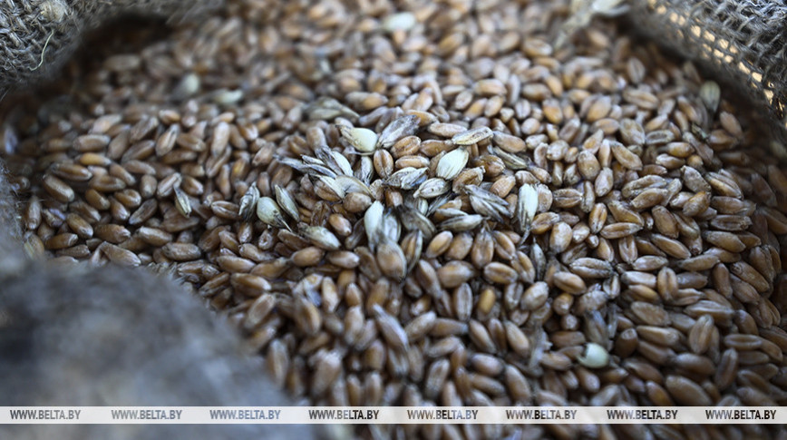 Over 50% of spring crops planted in Belarus