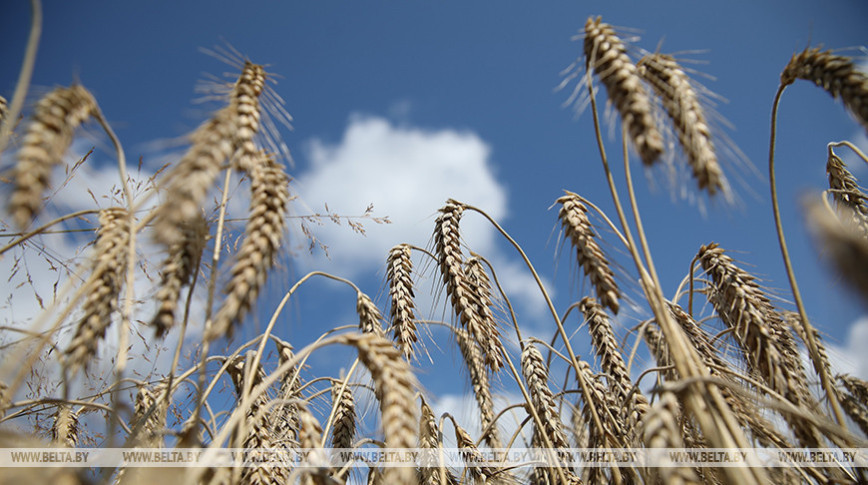 Belarus’ harvest over 7.4m tonnes of grain, rapeseed