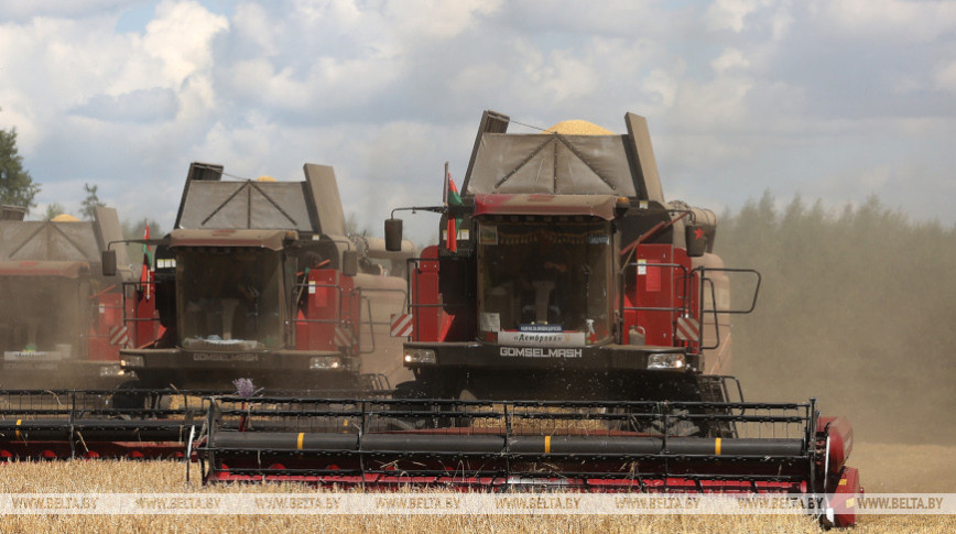 Over 4m tonnes of grain and rapeseed threshed in Belarus