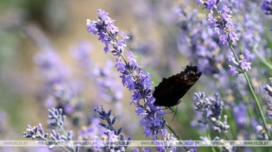 Lavender season in Gomel